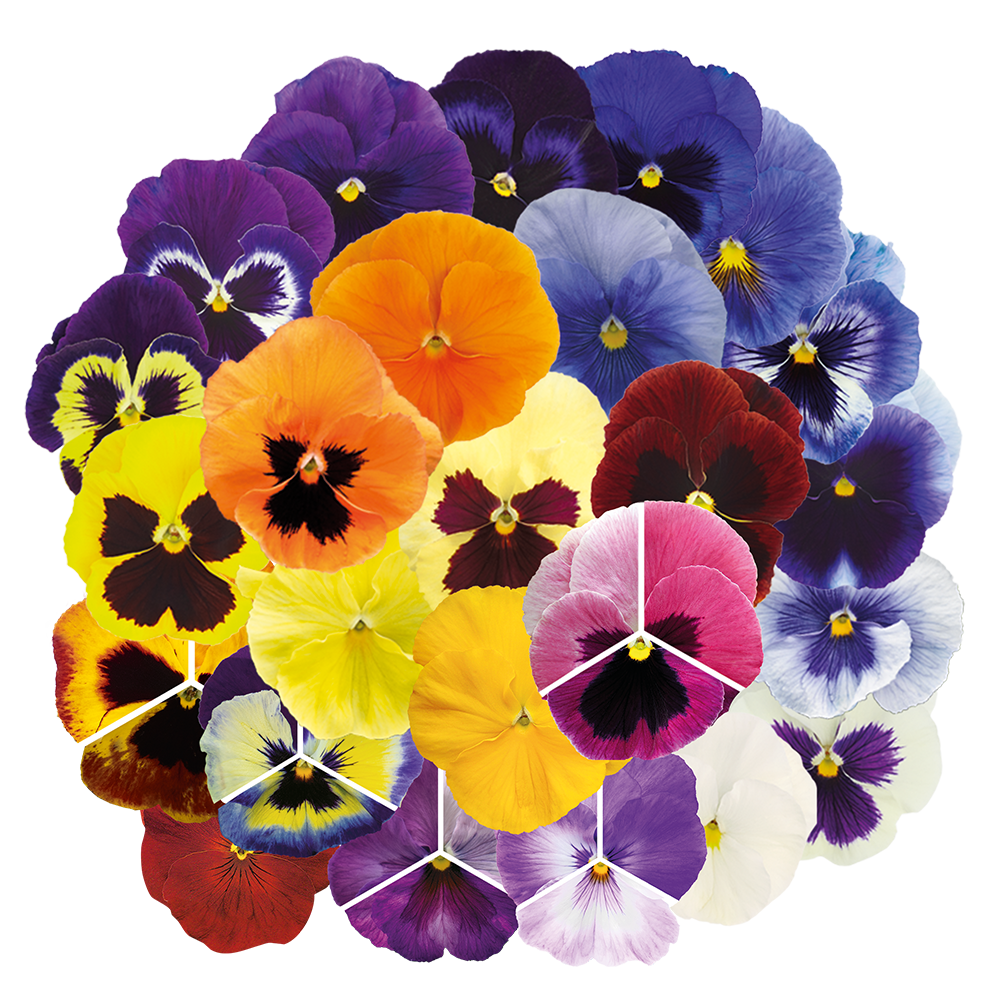 Viola wittrockiana F₁ Inspire® Plus Orange | Benary